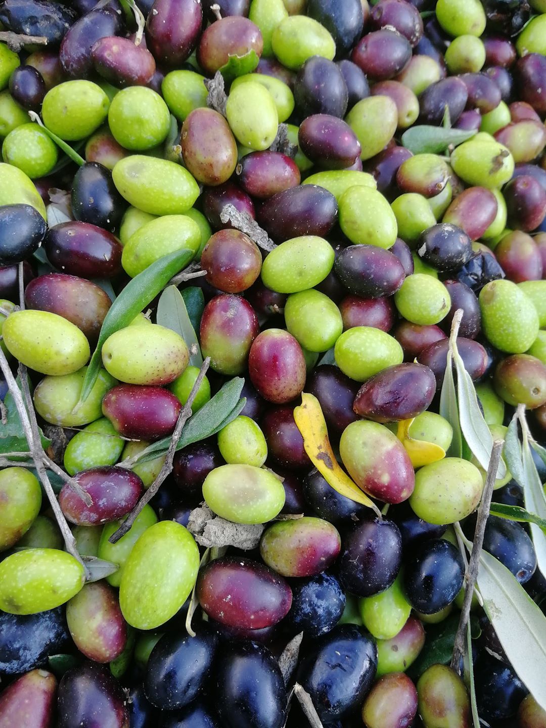 Il Falco Ekstra Virgin Olivenolje